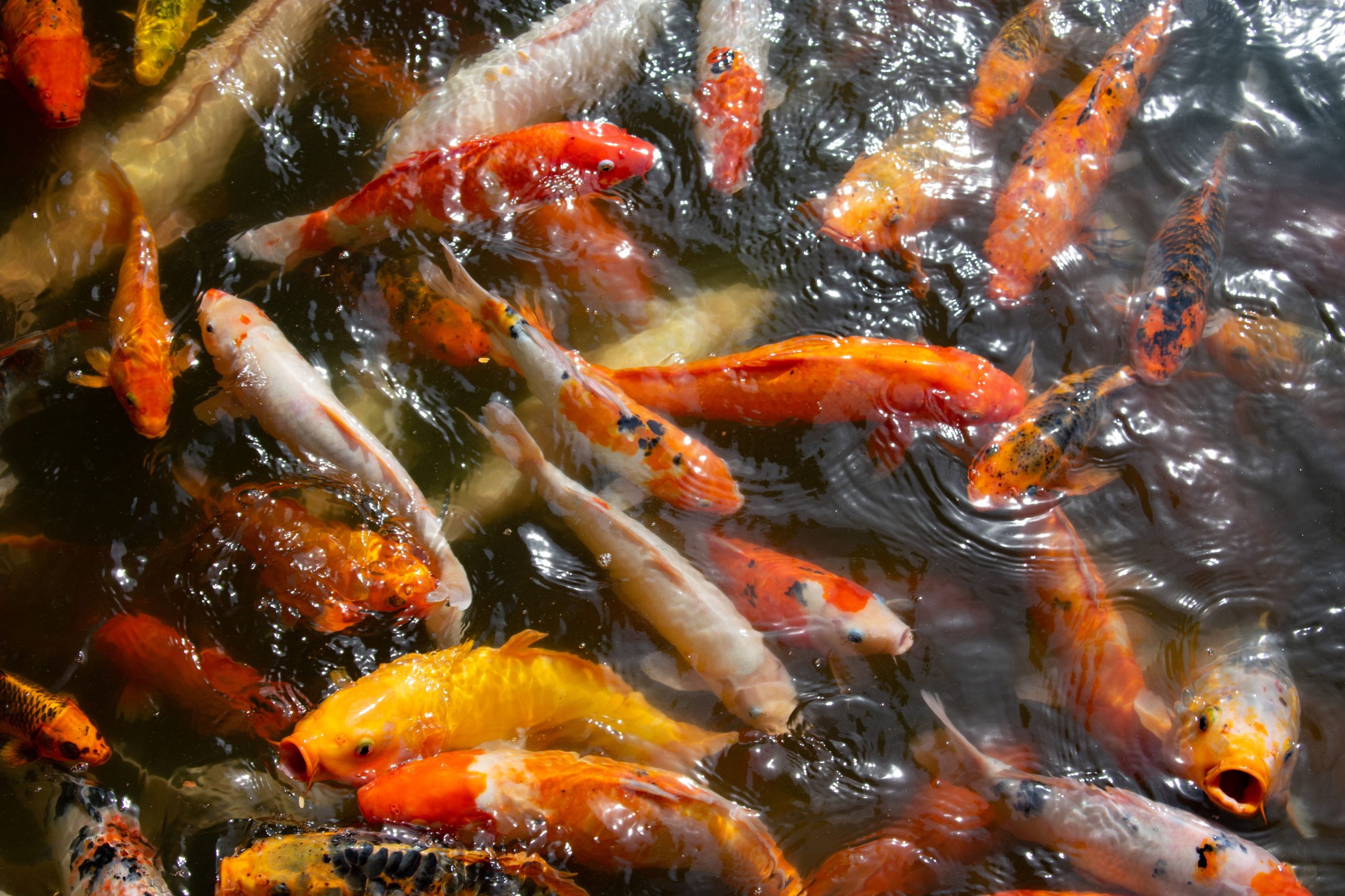 Carpes koï colorées ensemble dans un bassin tranquille