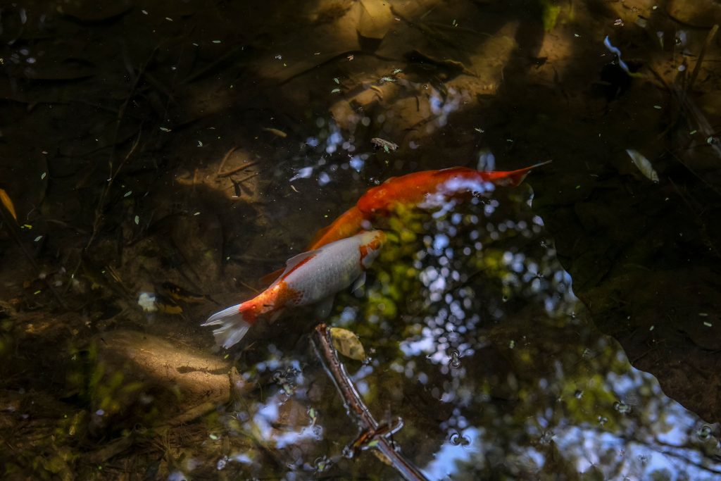 Combien de carpes koï peux-tu mettre dans un bassin de 1000l ?