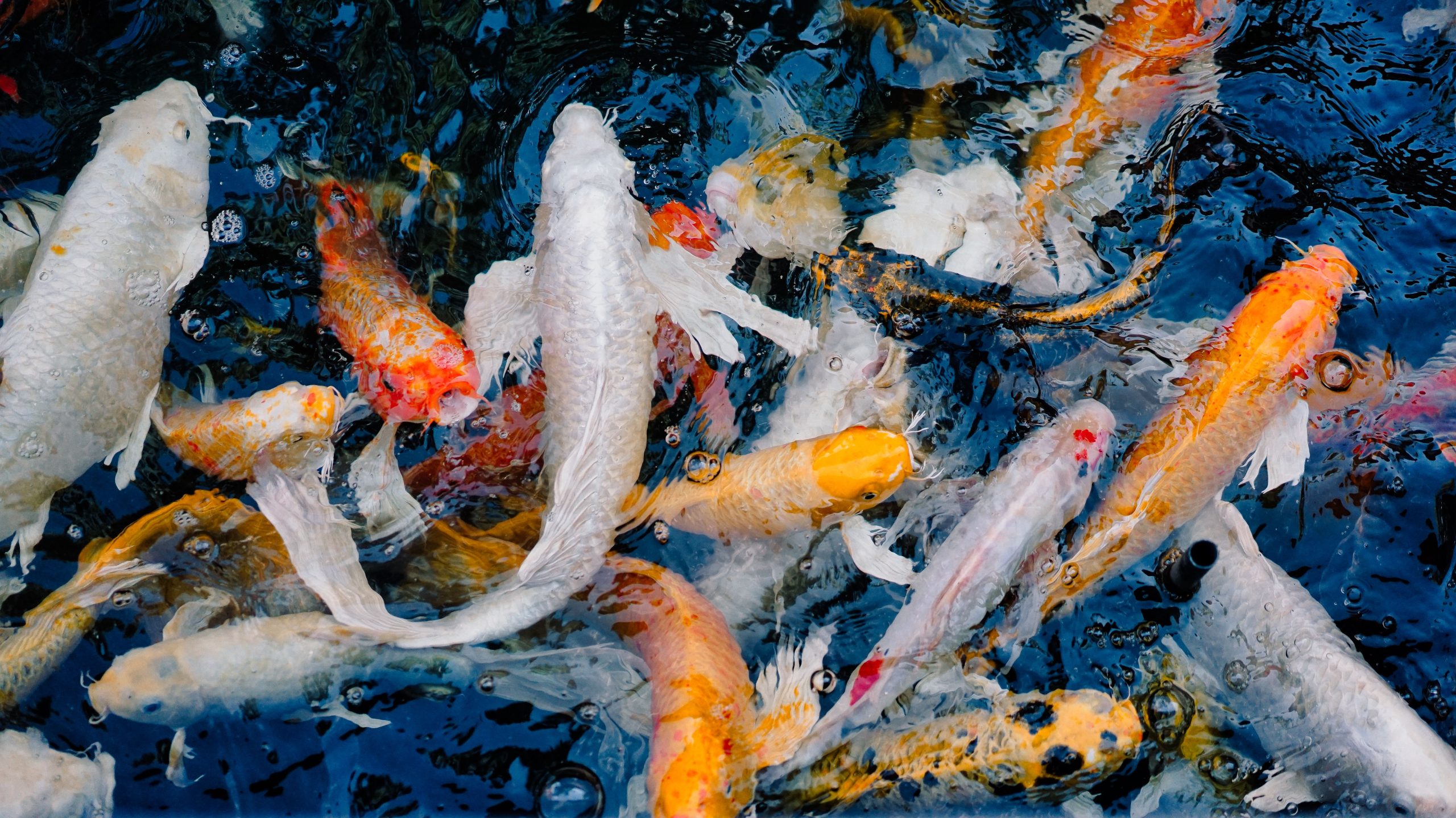 Carpes koï colorées nageant gracieusement dans un bassin