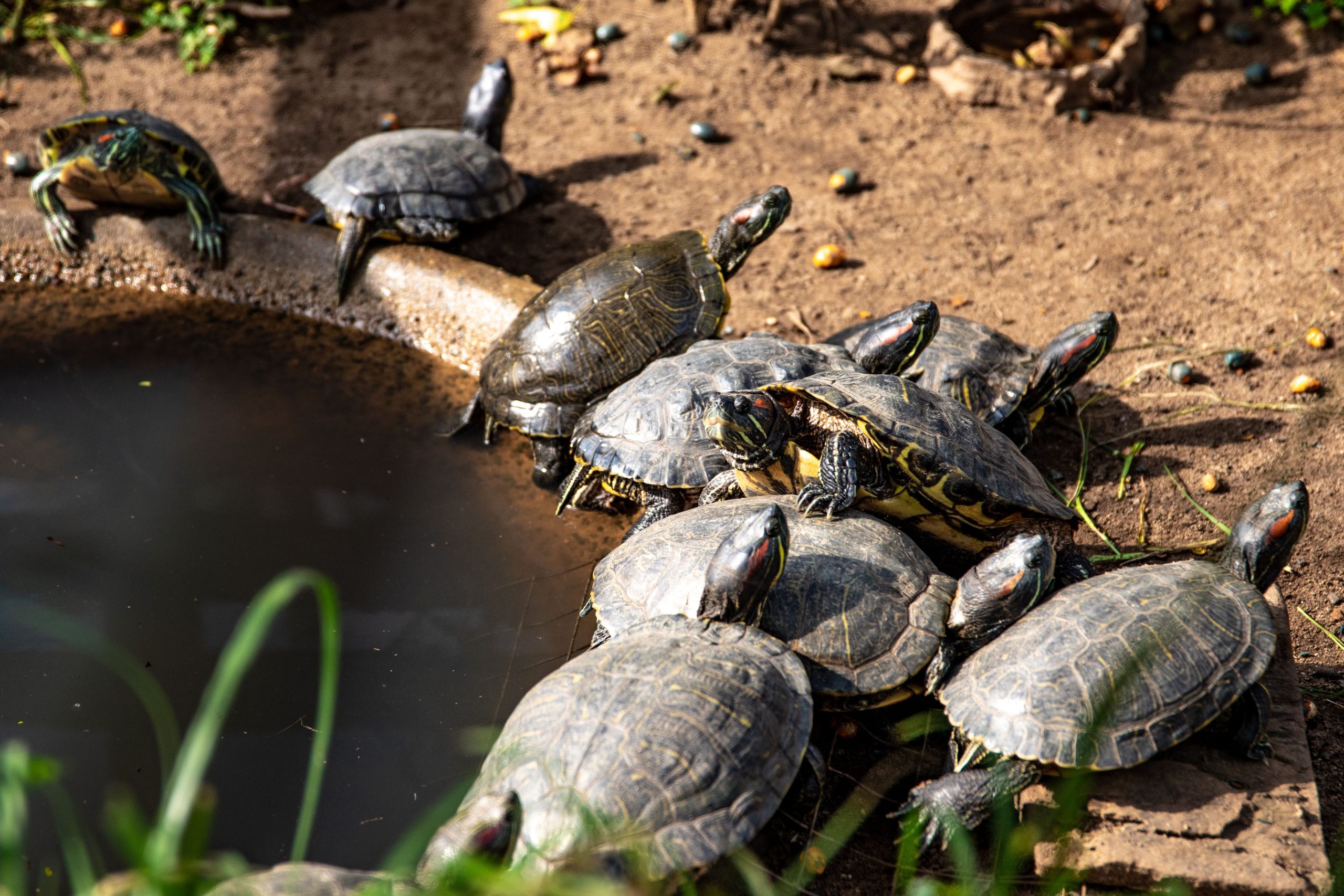 Tortues se prélassant au soleil près d'un bassin