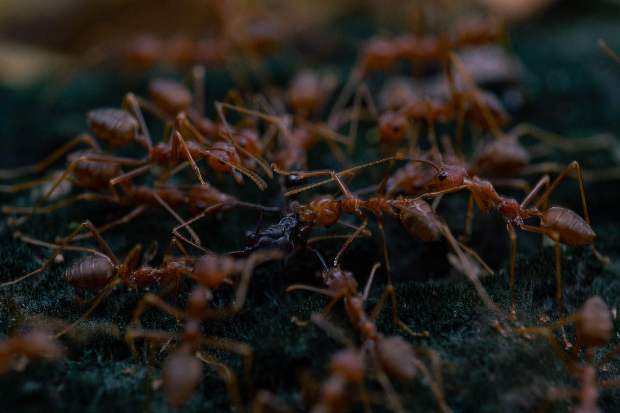 Fourmis de feu interagissant sol forêt Jakarta.