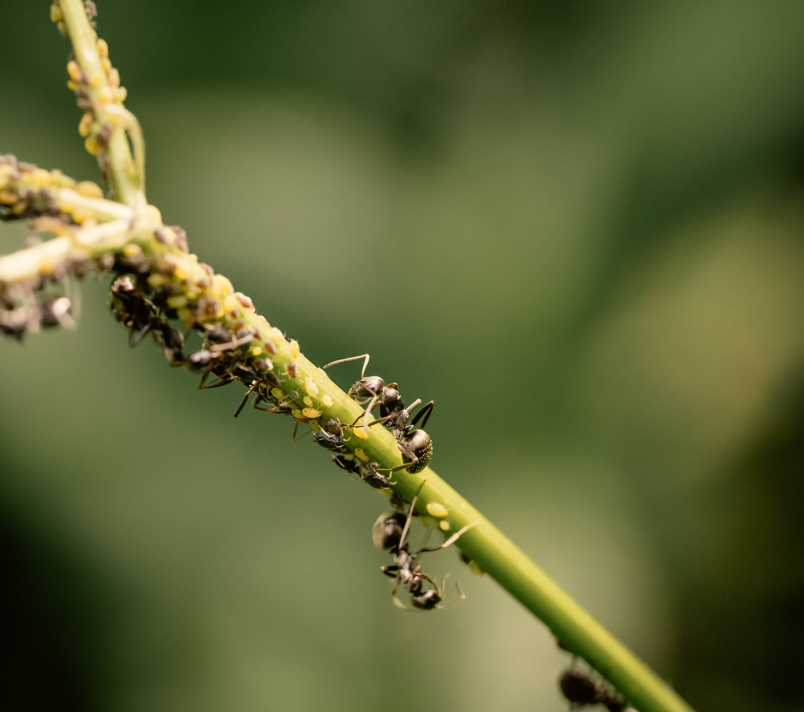 Fourmis et pucerons détail tige verte nature.