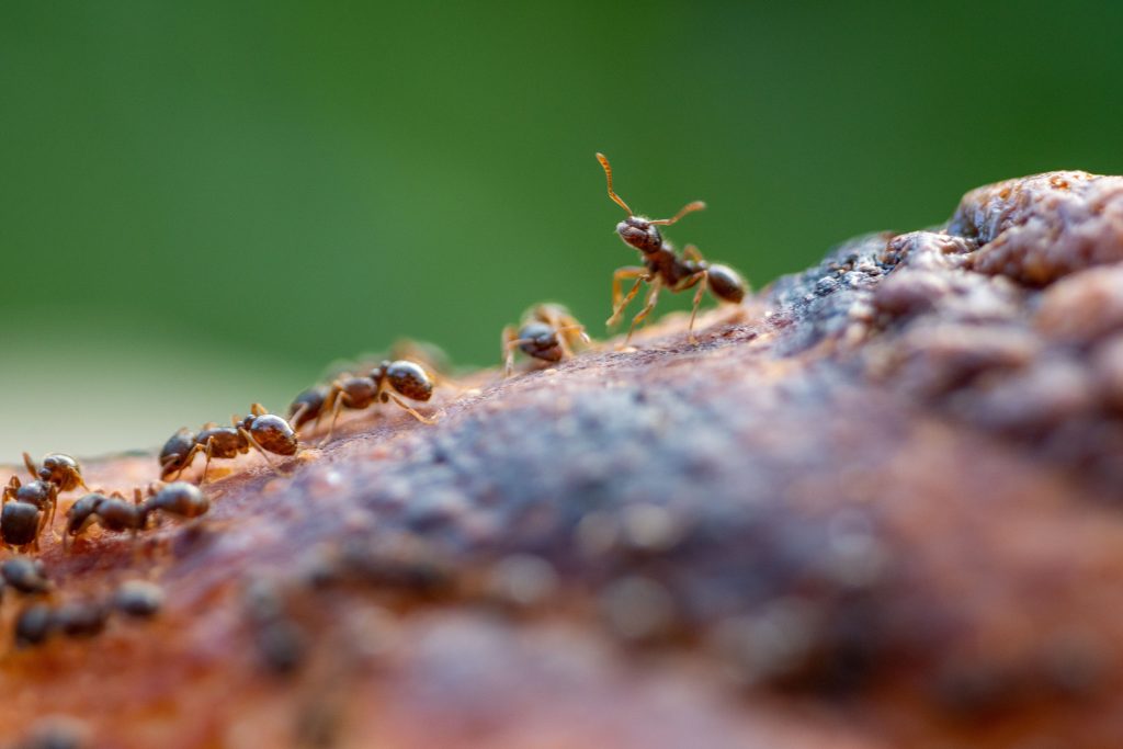 Comment se débarrasser des fourmis rapidement ?