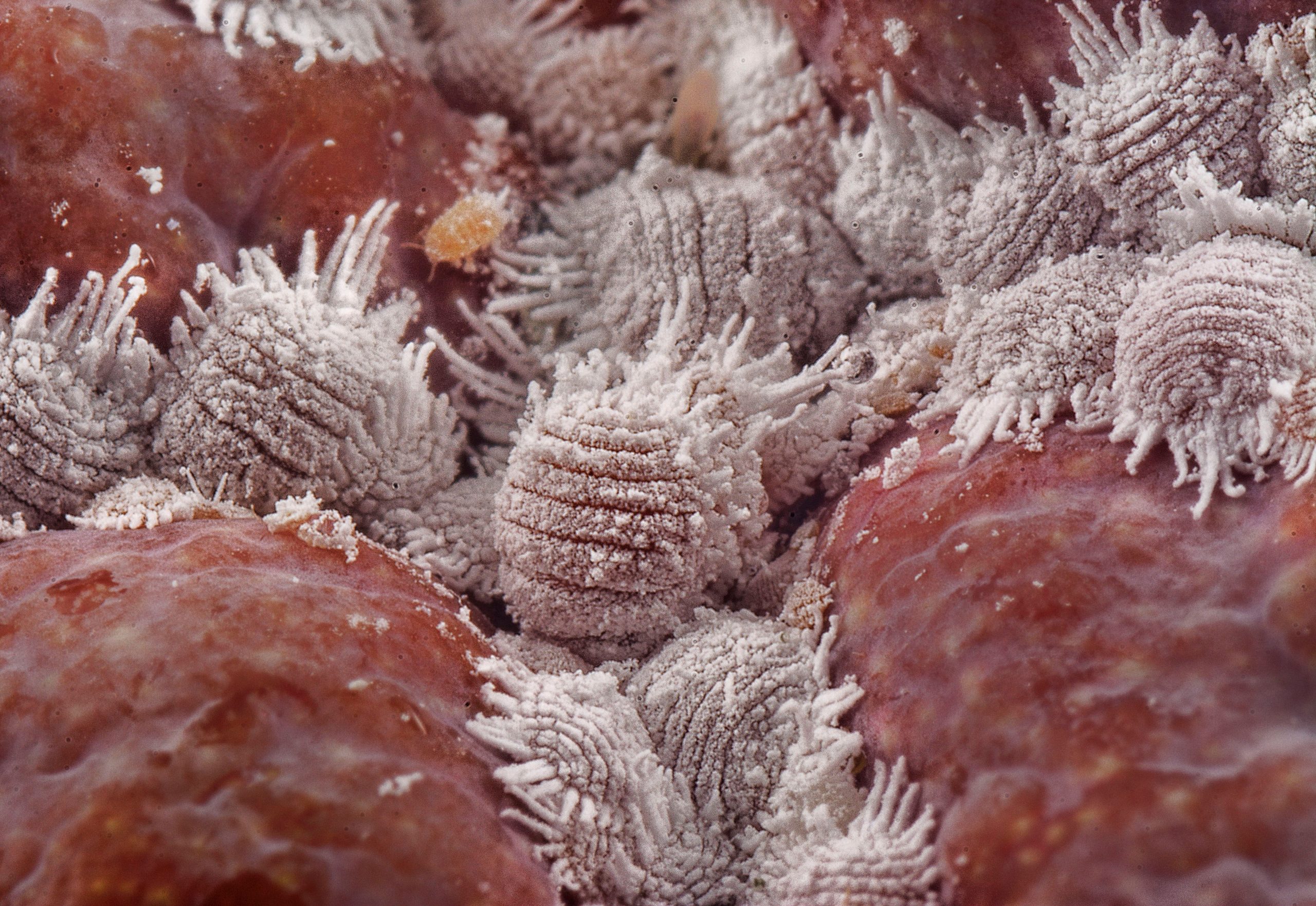 Punaises blanches infestant surface rouge