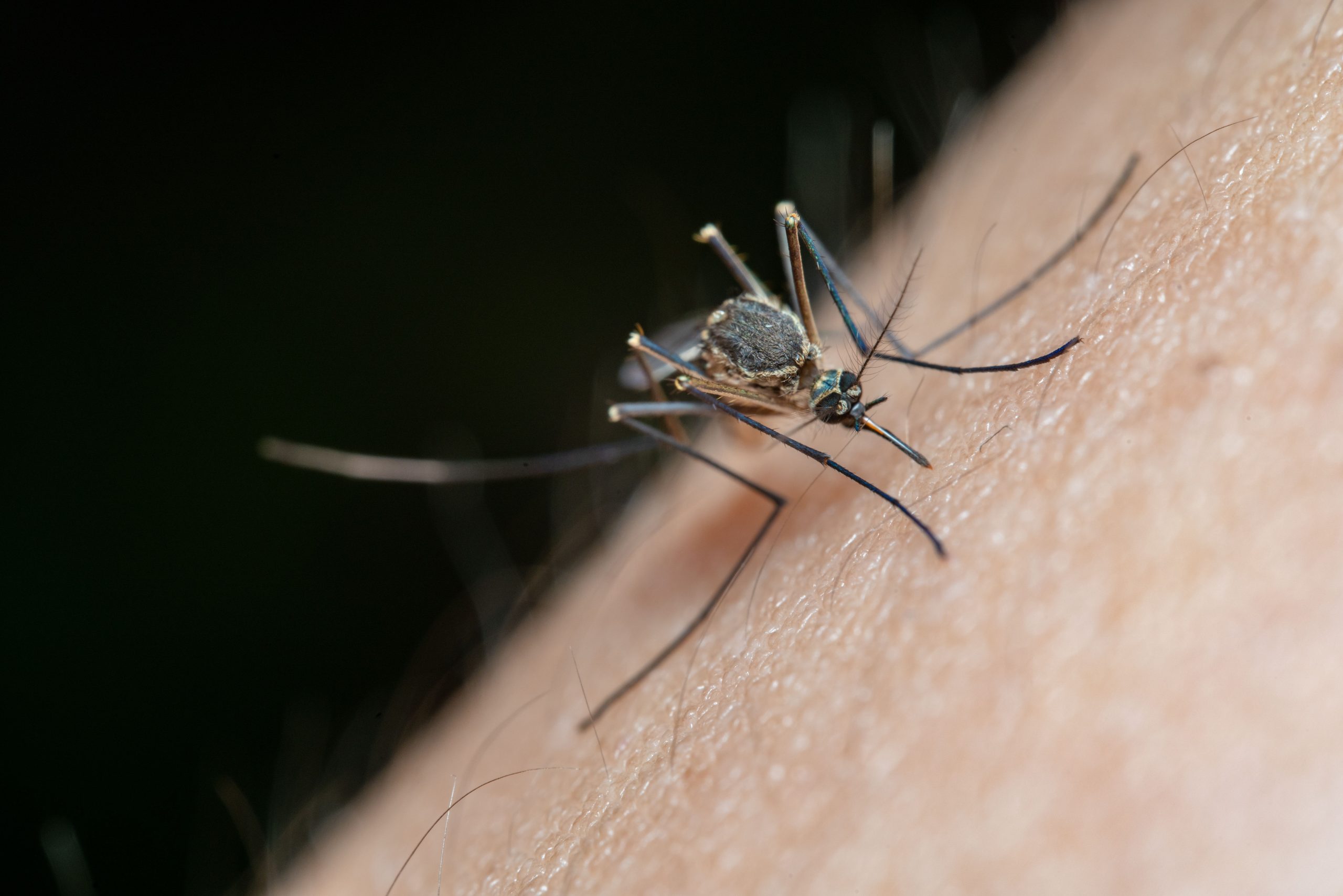 Gros plan détaillé d'un moustique sur peau