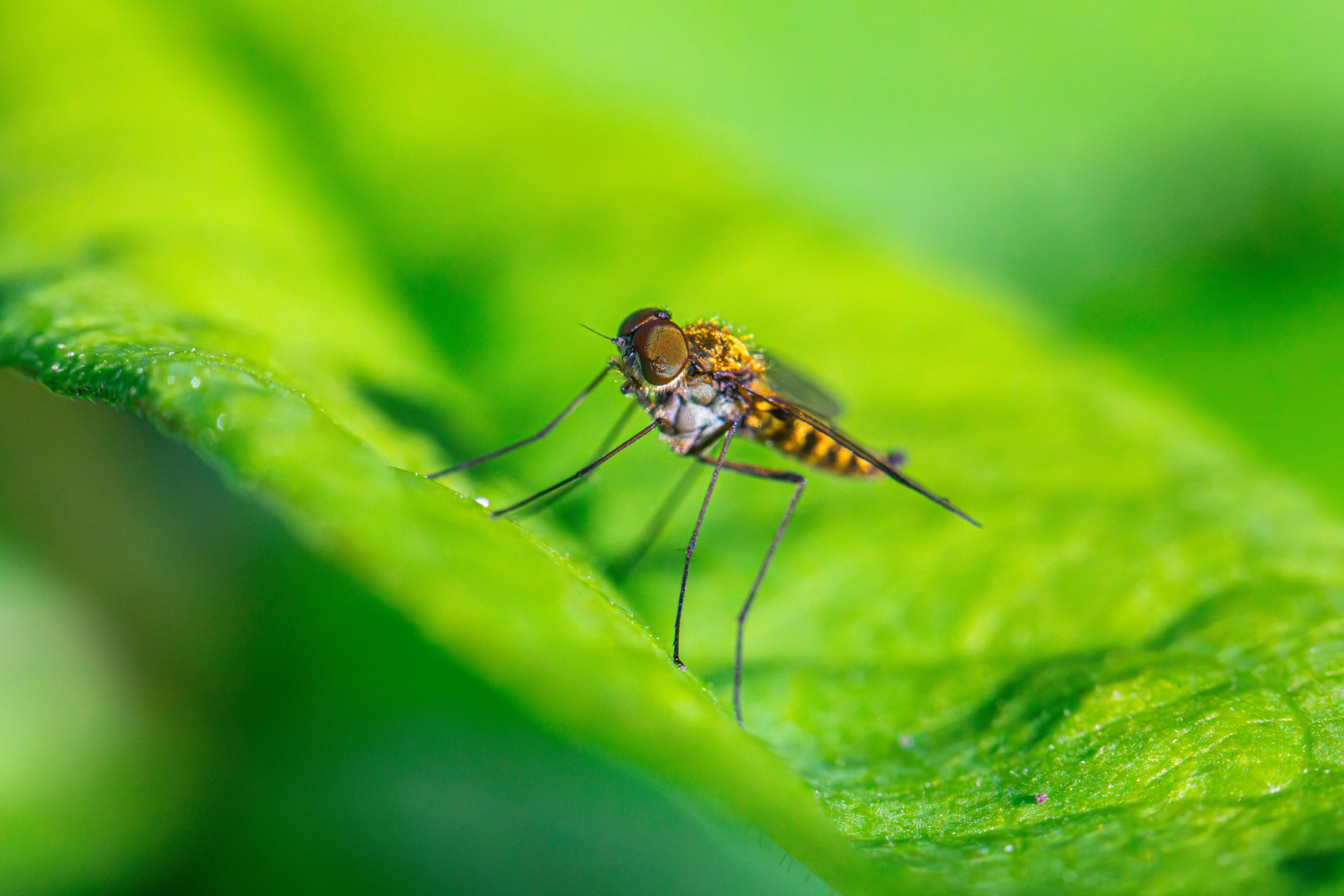 Moustique reposant sur une feuille verte