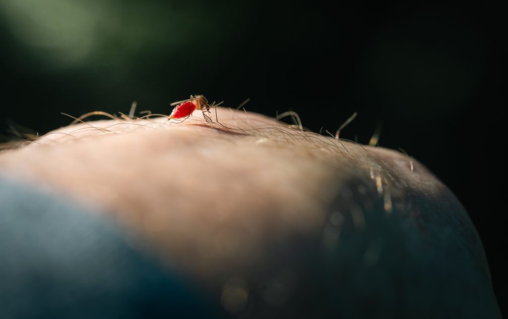 Que faire contre les moustiques pour en être enfin débarrassé ?
