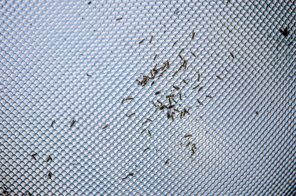 Comment trouver le nid des punaises de lit chez toi ?